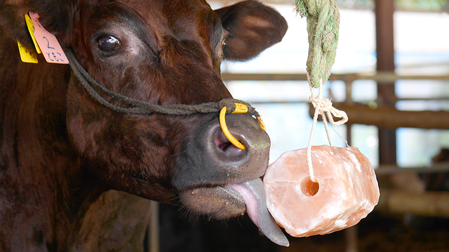 梅研本舗の『家畜用ヒマラヤ岩塩』 は、吊るしておくだけで牛やヤギが喜んで舐めます