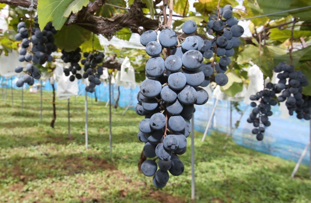 サウナ ととのう おすすめ