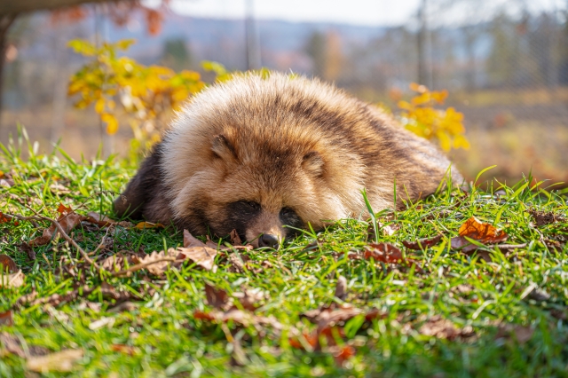 冷え性 改善 温活