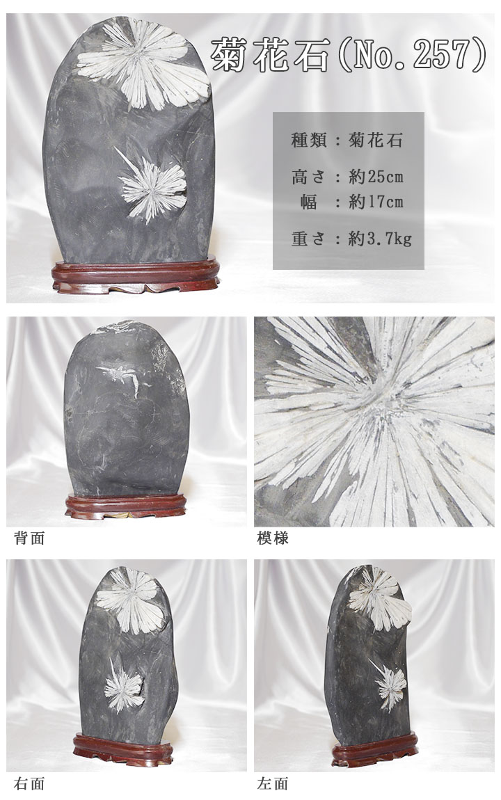 菊花石 No.257 【鑑賞用鉱石】高さ:約25cm 幅:約17cm 重さ:約3.7