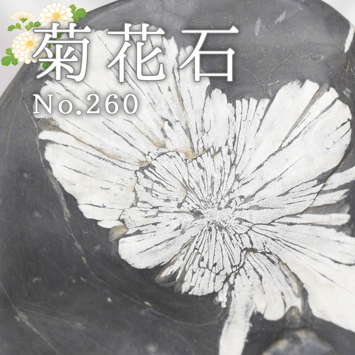 菊花石 No.260 【鑑賞用鉱石】 高さ:約22cm 幅:約14cm 重さ:約