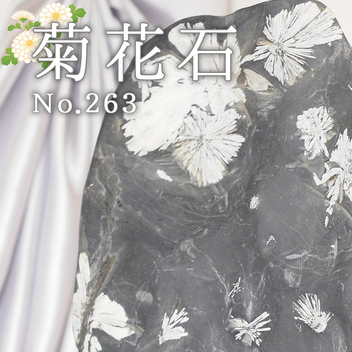 菊花石 No.263 【鑑賞用鉱石】 高さ:約22cm 幅:約14cm 重さ:約
