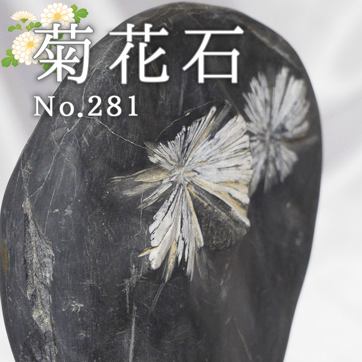 菊花石 No.281 【鑑賞用鉱石】